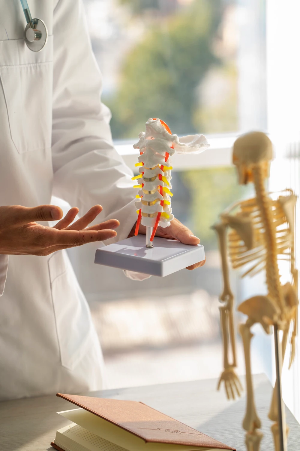 Chiropractor holding lumbar spine for patient visual aid and understanding